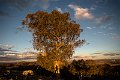 man in a tree